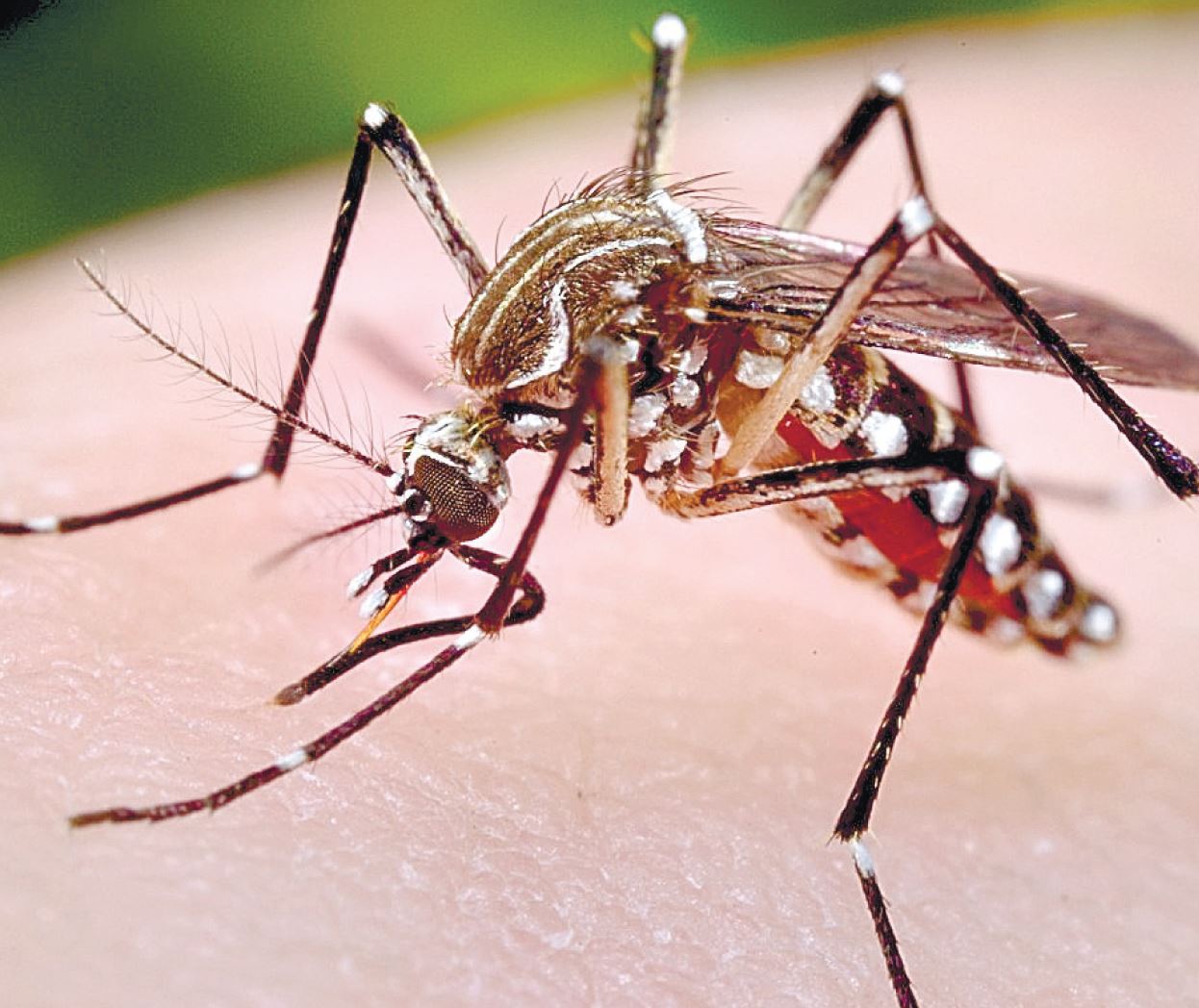 Combaten casa por casa al peligroso dengue