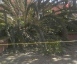 Mueren 2 tras fuertes vientos en Oaxaca