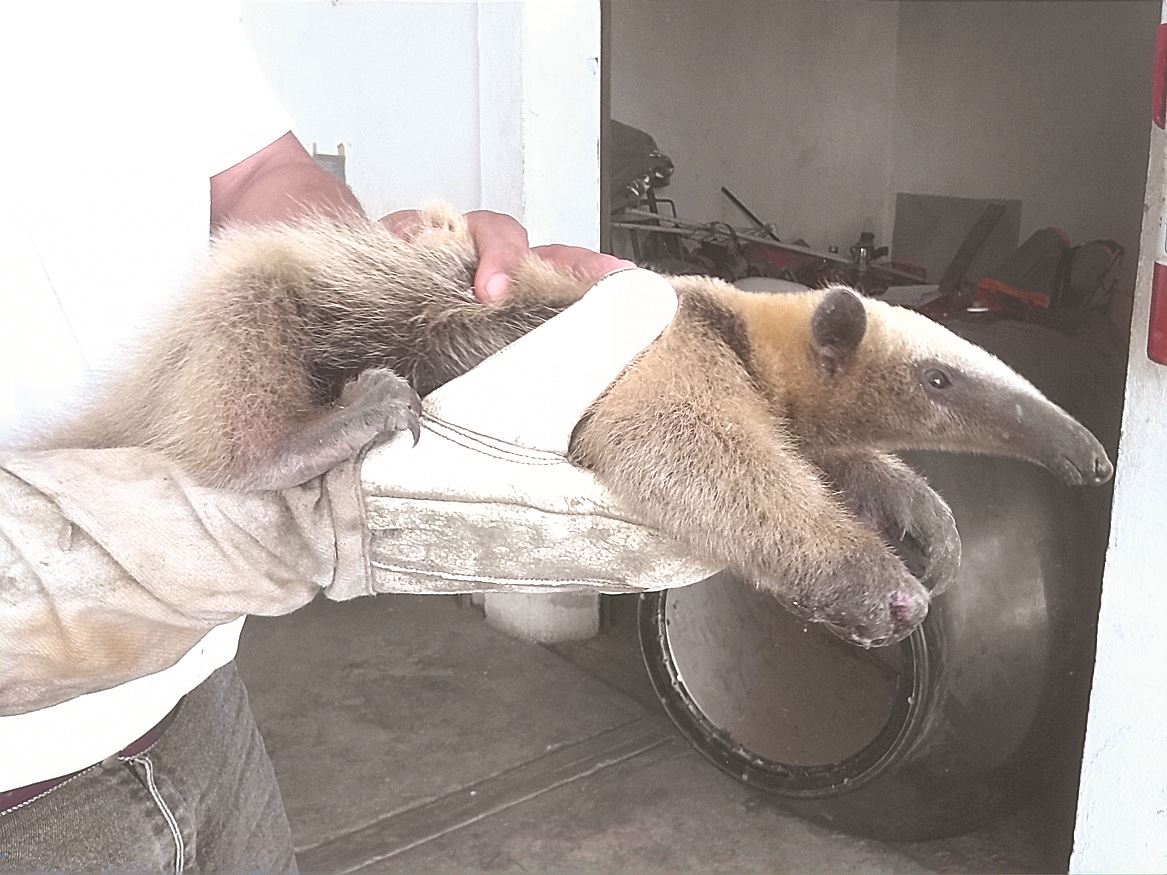 Atrapan Bomberos a oso hormiguero