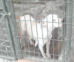 Abandonan mascotas en antirrábico
