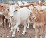 Revelan baja exportación de becerros
