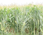 Retrasan el pago del ´Proagro Productivo´