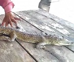 Hallan caimán en lago de  Camargo