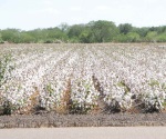 Prefieren el algodón