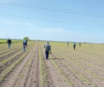 393 jornaleros beneficiados  con trabajo  agrícola en Canadá
