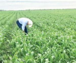 Aseguran la  cosecha de sorgo