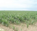 Protegen siembras de sorgo del pulgón
