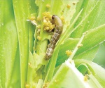 Aparece brote del &acute;cogollero&acute;
