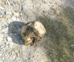 Encuentran cráneo humano en la Colosio