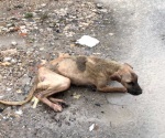 Animales de la calle los más abandonados durante aguaceros