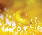 &iexcl;Gu&aacute;cala!; se come mango engusanado