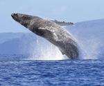 La ballena jorobada