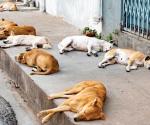 Sin casos Reynosa de VIH-Sida en animales, desconocen modo de transmisión de enfermedad