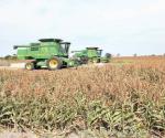 Colapsan al agro sequía y helada