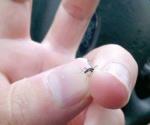Libre Tamaulipas de casos de chikungunya pese a las apariciones en otros estados
