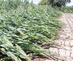 Reportan más daños a siembras por la granizada