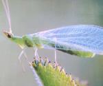 Exhortan a combatir plagas de cultivos con insectos benéficos