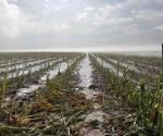 Declaran zona de desastre en temporal pero sólo en 4 mil de 10 mil hectáreas