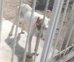 Pide no abandonar a las mascotas
