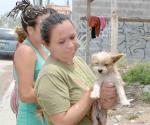 Dan mascotas en adopción