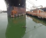 Alertan sobre presencia de cocodrilo en el río Pánuco