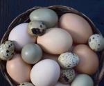 Huevos comestibles que no son de gallina