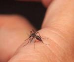 Registran 108 casos graves de dengue en el 2019