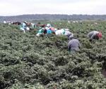 Envían 70 MDP jornaleros desde Canadá