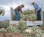 Bebidas alcohólicas y aguacate impulsan la exportación