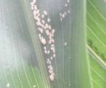 Detectan primer brote de pulgón amarillo en temporal