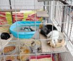 Dan seguimiento al maltrato animal