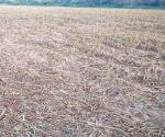 Cubren las parcelas sorgo ´no levantado´