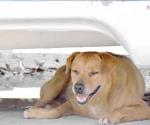 Mascotas vulnerables por altas temperaturas
