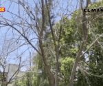 Arrasan árboles de eucalipto
