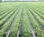 Es soya nueva opción agrícola