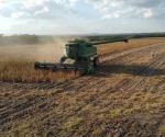 Agricultores volverán a sembrar soya; le fue muy bien
