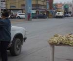 Llega temporada de ´Chochas´ o flores del desierto