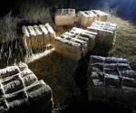 Agentes federales decomisan 770 md en mariguana