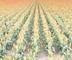 Sembradíos de sorgo comienzan a madurar