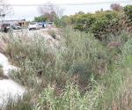 Plantas obstruyen circulación en dren