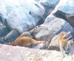 ´Levantan´ mapaches