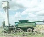 Reanudarían trilas de sorgo