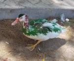 Arrojan pintura a los patos de El Laguito