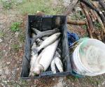 Pescadores locales hacen su ´agosto´