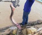 Capturan extraño pez en el río Pánuco; dicen viene del Amazonas