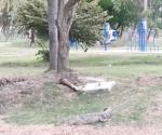 Detectan cocodrilos en parques públicos de Ciudad Madero
