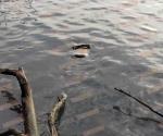 Flota cuerpo en el río Pánuco