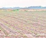 Productores dejarán de sembrar 50 mil hectáreas