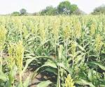 Serán intensas trillas de sorgo