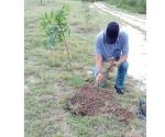 Vecinos reforestan Misiones del Puente